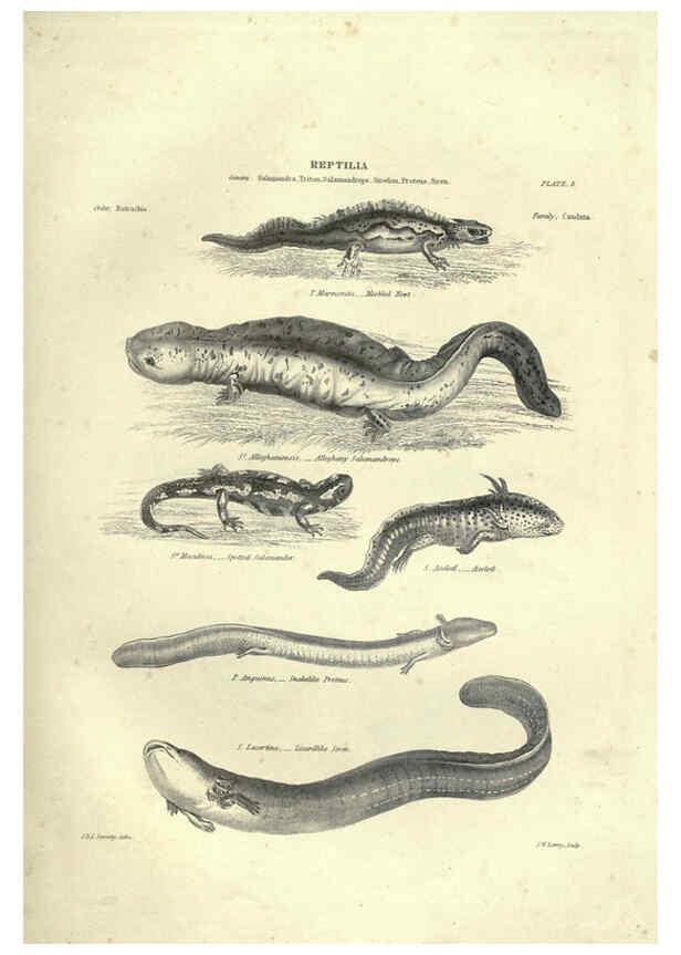 Reproducción/Reproduction 6052793057: Illustrations of zoology Glasgow,John Joseph Griffin and Co.,;1851