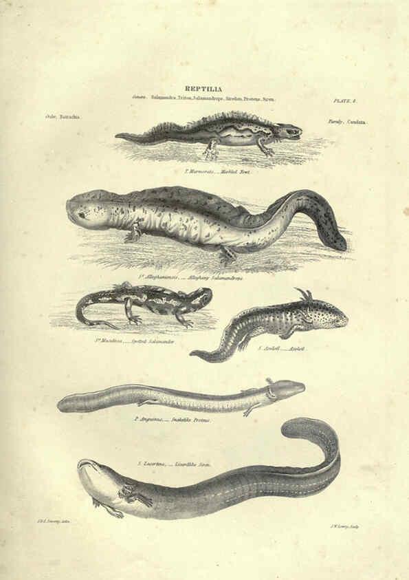 Reproducción/Reproduction 6052793057: Illustrations of zoology Glasgow,John Joseph Griffin and Co.,;1851