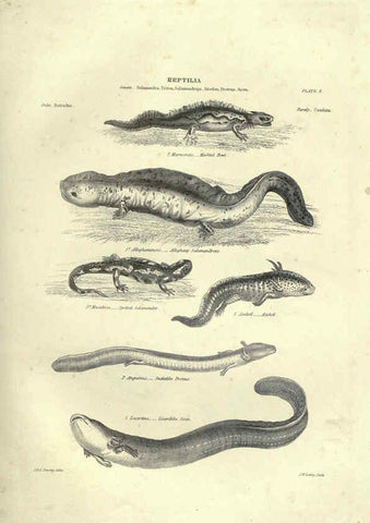 Reproducción/Reproduction 6052793057: Illustrations of zoology Glasgow,John Joseph Griffin and Co.,;1851