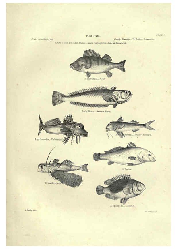 Reproducción/Reproduction 6053343414: Illustrations of zoology Glasgow,John Joseph Griffin and Co.,;1851