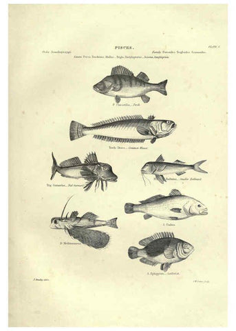 Reproducción/Reproduction 6053343414: Illustrations of zoology Glasgow,John Joseph Griffin and Co.,;1851