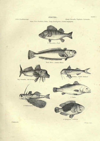 Reproducción/Reproduction 6053343414: Illustrations of zoology Glasgow,John Joseph Griffin and Co.,;1851