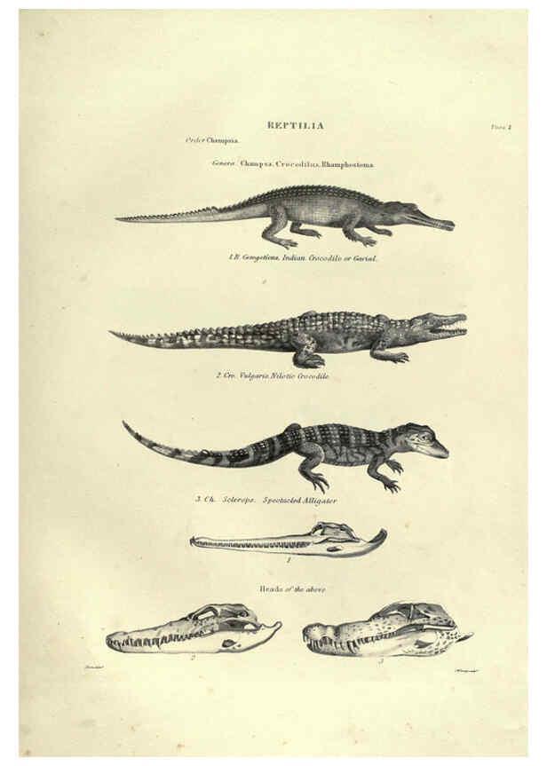 Reproducción/Reproduction 6053341286: Illustrations of zoology Glasgow,John Joseph Griffin and Co.,;1851