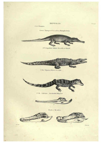 Reproducción/Reproduction 6053341286: Illustrations of zoology Glasgow,John Joseph Griffin and Co.,;1851