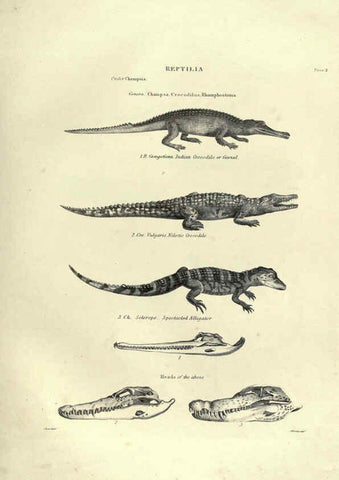 Reproducción/Reproduction 6053341286: Illustrations of zoology Glasgow,John Joseph Griffin and Co.,;1851