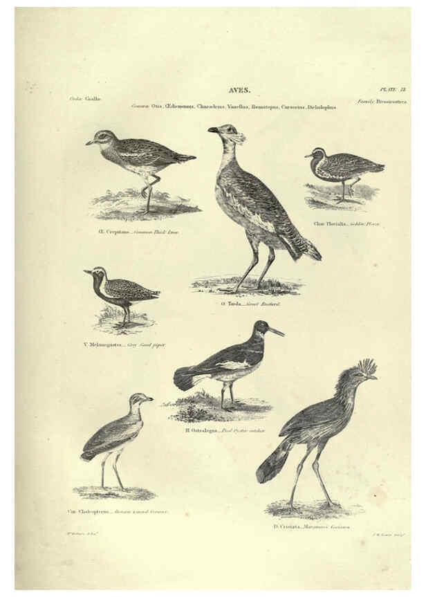 Reproducción/Reproduction 6052788613: Illustrations of zoology Glasgow,John Joseph Griffin and Co.,;1851