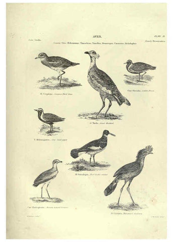 Reproducción/Reproduction 6052788613: Illustrations of zoology Glasgow,John Joseph Griffin and Co.,;1851