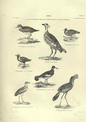 Reproducción/Reproduction 6052788613: Illustrations of zoology Glasgow,John Joseph Griffin and Co.,;1851