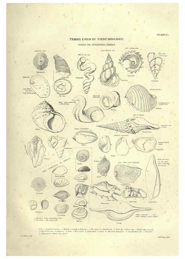 Reproducción/Reproduction 6053348816: Illustrations of zoology Glasgow,John Joseph Griffin and Co.,;1851