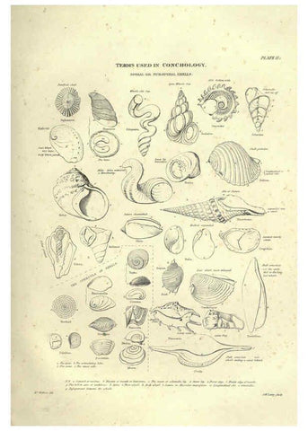 Reproducción/Reproduction 6053348816: Illustrations of zoology Glasgow,John Joseph Griffin and Co.,;1851