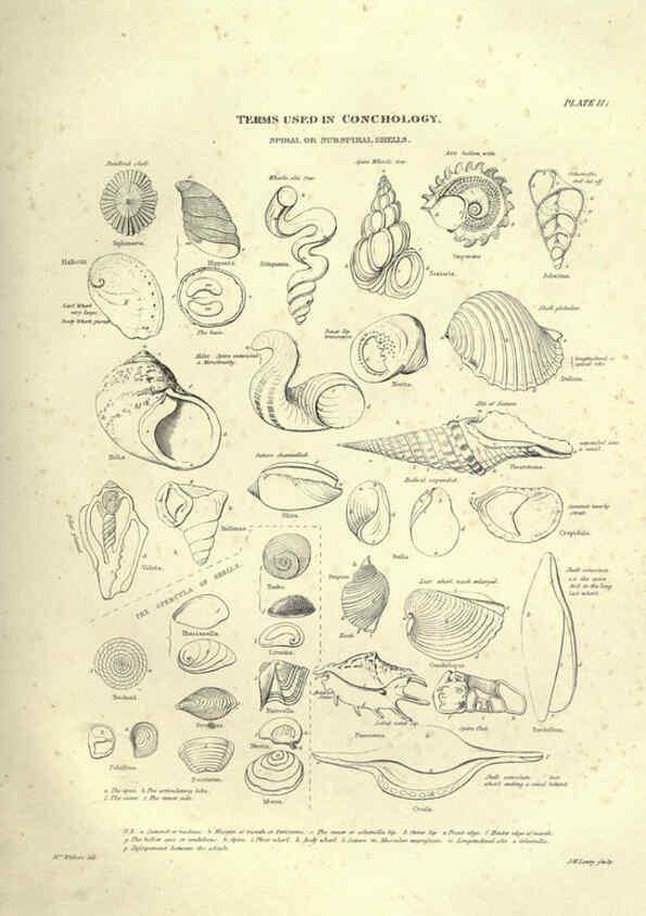 Reproducción/Reproduction 6053348816: Illustrations of zoology Glasgow,John Joseph Griffin and Co.,;1851