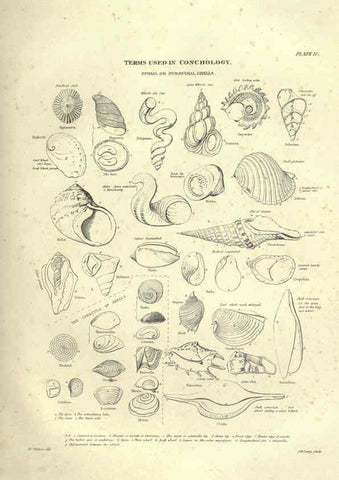 Reproducción/Reproduction 6053348816: Illustrations of zoology Glasgow,John Joseph Griffin and Co.,;1851