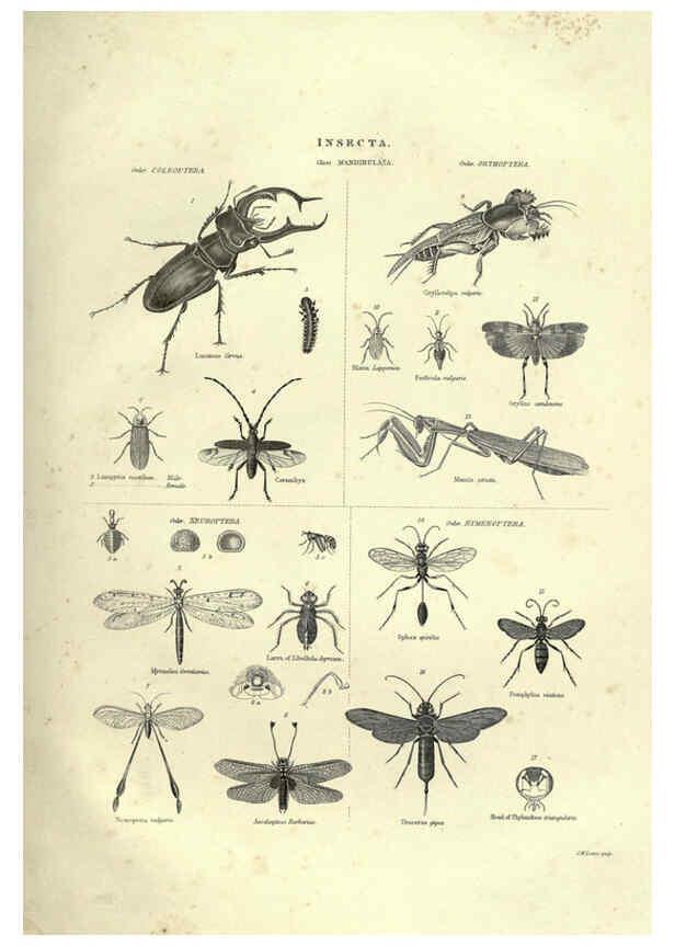 Reproducción/Reproduction 6052799225: Illustrations of zoology Glasgow,John Joseph Griffin and Co.,;1851