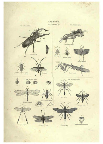 Reproducción/Reproduction 6052799225: Illustrations of zoology Glasgow,John Joseph Griffin and Co.,;1851
