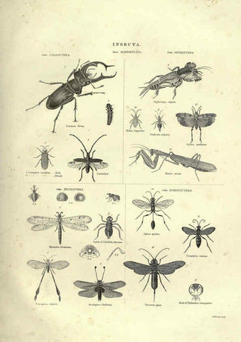Reproducción/Reproduction 6052799225: Illustrations of zoology Glasgow,John Joseph Griffin and Co.,;1851