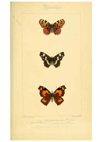 Reproducción/Reproduction 6053243157: Histoire naturelle des lépidoptères d'Europe Paris :L. de Bure,1845
