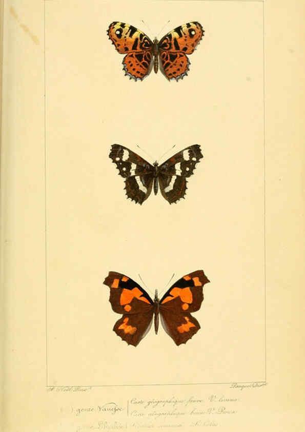 Reproducción/Reproduction 6053243157: Histoire naturelle des lépidoptères d'Europe Paris :L. de Bure,1845
