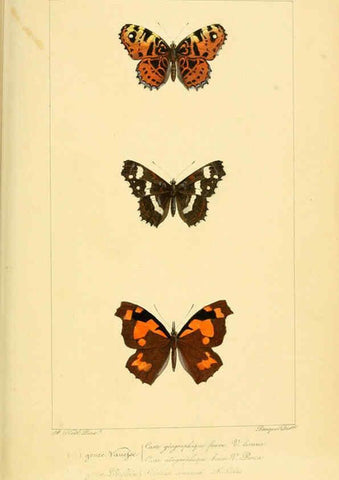 Reproducción/Reproduction 6053243157: Histoire naturelle des lépidoptères d'Europe Paris :L. de Bure,1845