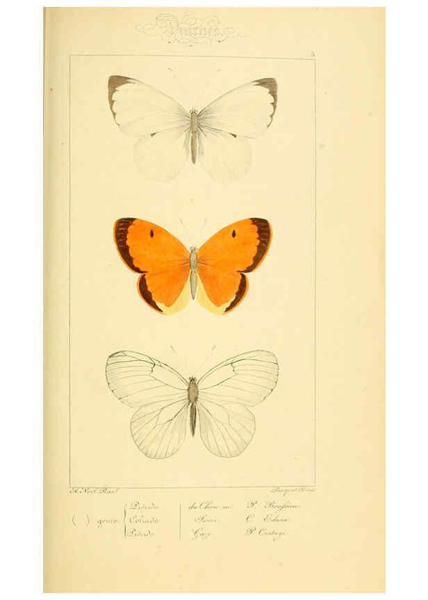 Reproducción/Reproduction 6053244483: Histoire naturelle des lépidoptères d'Europe Paris :L. de Bure,1845