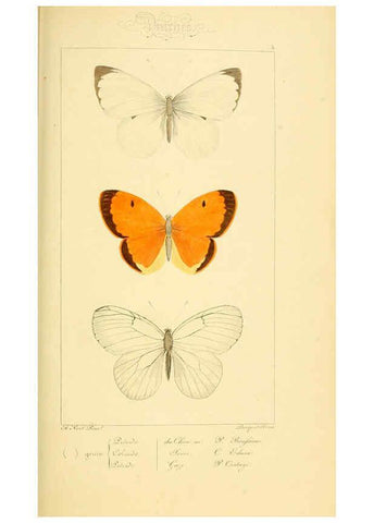 Reproducción/Reproduction 6053244483: Histoire naturelle des lépidoptères d'Europe Paris :L. de Bure,1845