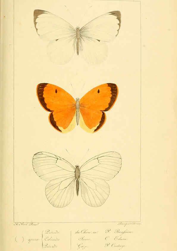 Reproducción/Reproduction 6053244483: Histoire naturelle des lépidoptères d'Europe Paris :L. de Bure,1845