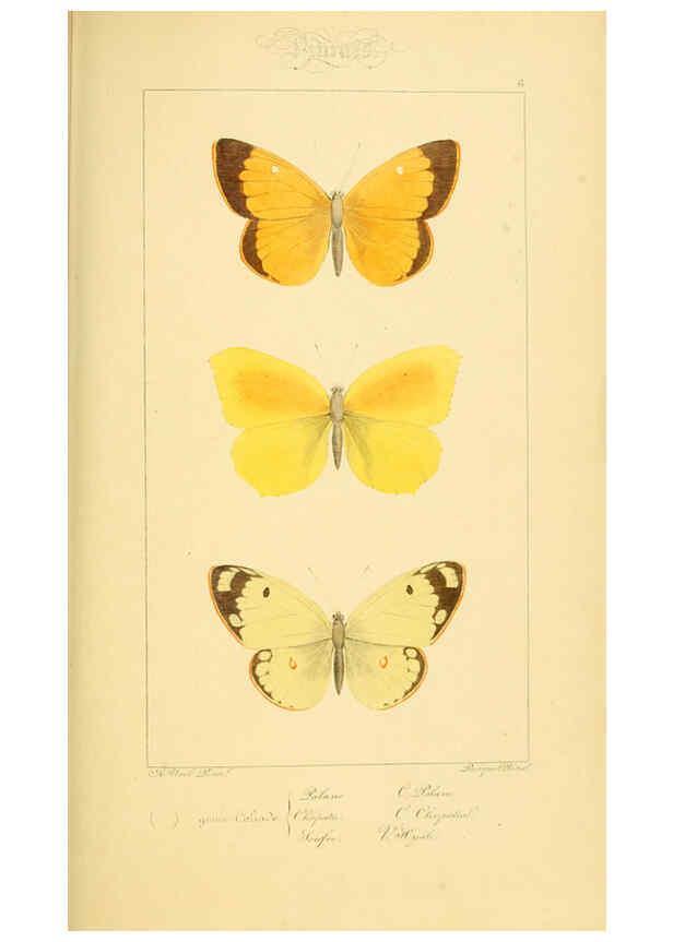 Reproducción/Reproduction 6053244757: Histoire naturelle des lépidoptères d'Europe Paris :L. de Bure,1845