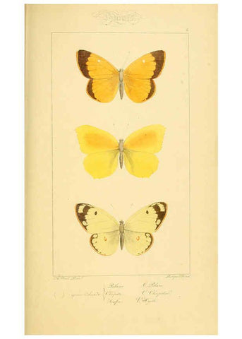 Reproducción/Reproduction 6053244757: Histoire naturelle des lépidoptères d'Europe Paris :L. de Bure,1845