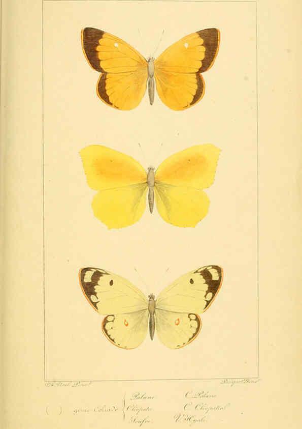 Reproducción/Reproduction 6053244757: Histoire naturelle des lépidoptères d'Europe Paris :L. de Bure,1845