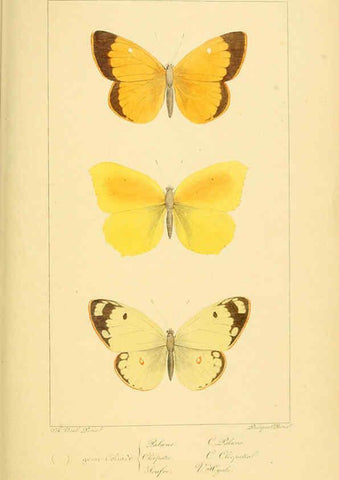 Reproducción/Reproduction 6053244757: Histoire naturelle des lépidoptères d'Europe Paris :L. de Bure,1845