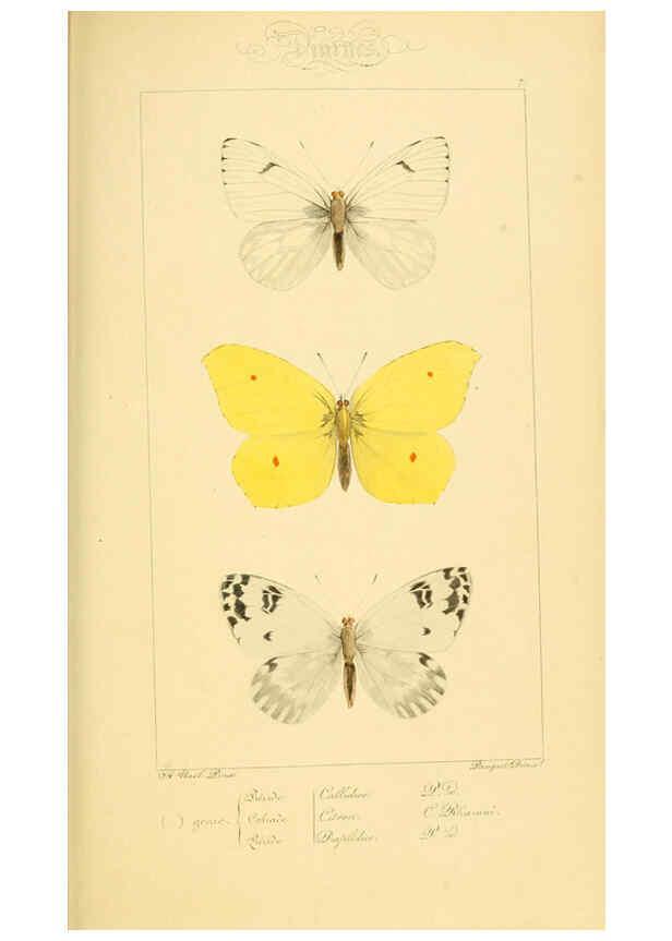 Reproducción/Reproduction 6053795162: Histoire naturelle des lépidoptères d'Europe Paris :L. de Bure,1845