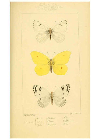 Reproducción/Reproduction 6053795162: Histoire naturelle des lépidoptères d'Europe Paris :L. de Bure,1845