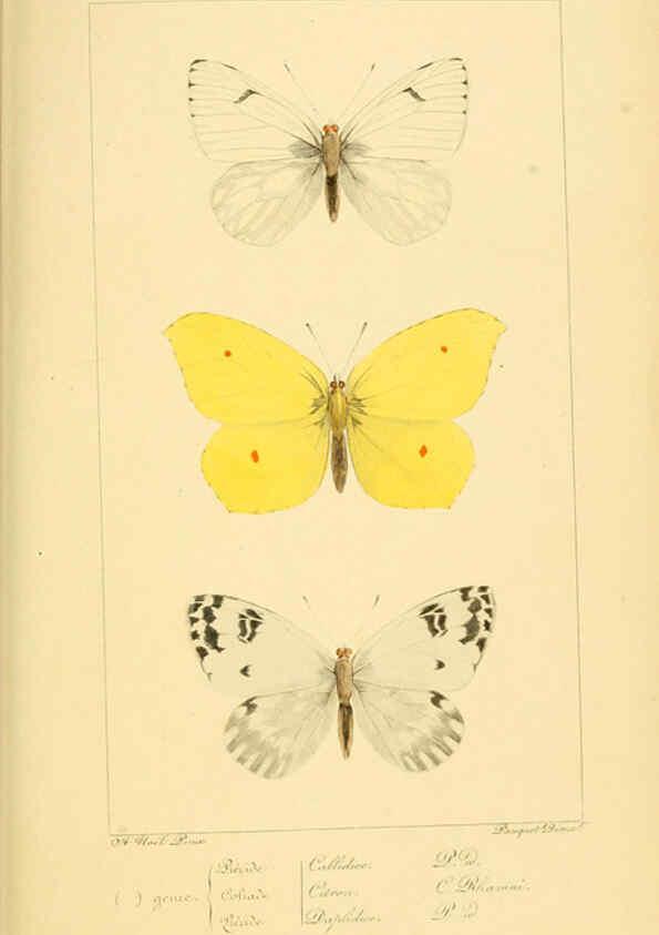 Reproducción/Reproduction 6053795162: Histoire naturelle des lépidoptères d'Europe Paris :L. de Bure,1845