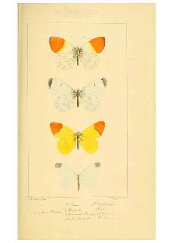 Reproducción/Reproduction 6053795594: Histoire naturelle des lépidoptères d'Europe Paris :L. de Bure,1845