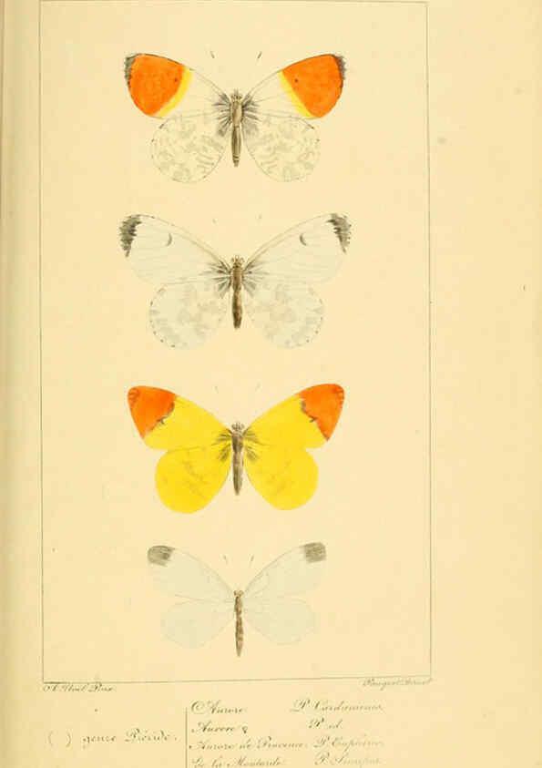 Reproducción/Reproduction 6053795594: Histoire naturelle des lépidoptères d'Europe Paris :L. de Bure,1845