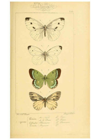 Reproducción/Reproduction 6053245963: Histoire naturelle des lépidoptères d'Europe Paris :L. de Bure,1845