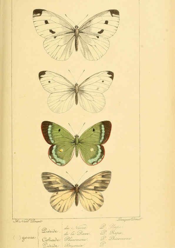 Reproducción/Reproduction 6053245963: Histoire naturelle des lépidoptères d'Europe Paris :L. de Bure,1845