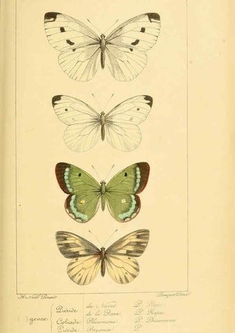 Reproducción/Reproduction 6053245963: Histoire naturelle des lépidoptères d'Europe Paris :L. de Bure,1845