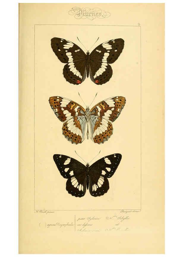 Reproducción/Reproduction 6053800684: Histoire naturelle des lépidoptères d'Europe Paris :L. de Bure,1845