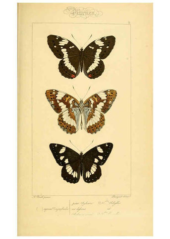 Reproducción/Reproduction 6053800684: Histoire naturelle des lépidoptères d'Europe Paris :L. de Bure,1845