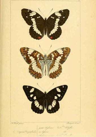 Reproducción/Reproduction 6053800684: Histoire naturelle des lépidoptères d'Europe Paris :L. de Bure,1845