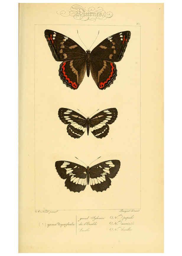 Reproducción/Reproduction 6053251063: Histoire naturelle des lépidoptères d'Europe Paris :L. de Bure,1845
