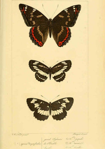 Reproducción/Reproduction 6053251063: Histoire naturelle des lépidoptères d'Europe Paris :L. de Bure,1845