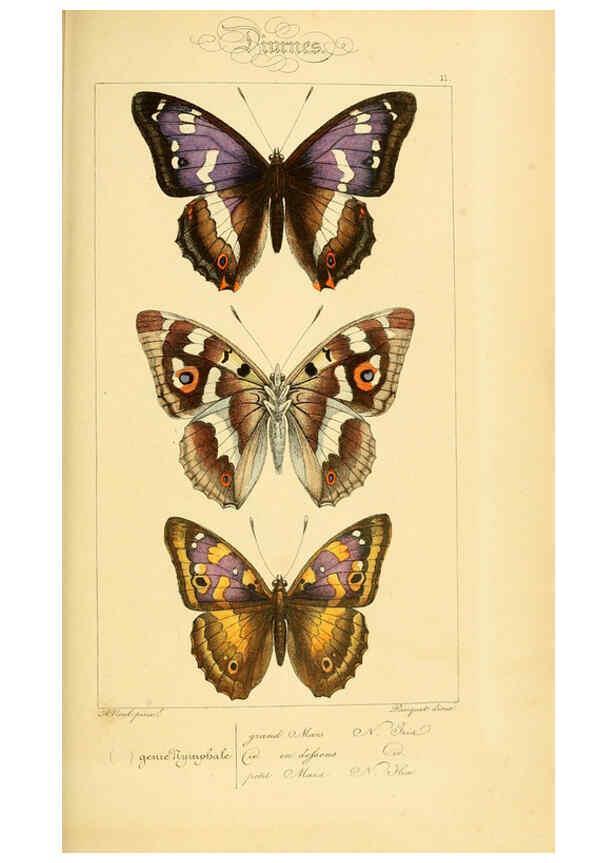 Reproducción/Reproduction 6053817456: Histoire naturelle des lépidoptères d'Europe Paris :L. de Bure,1845
