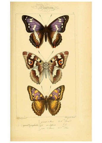 Reproducción/Reproduction 6053817456: Histoire naturelle des lépidoptères d'Europe Paris :L. de Bure,1845