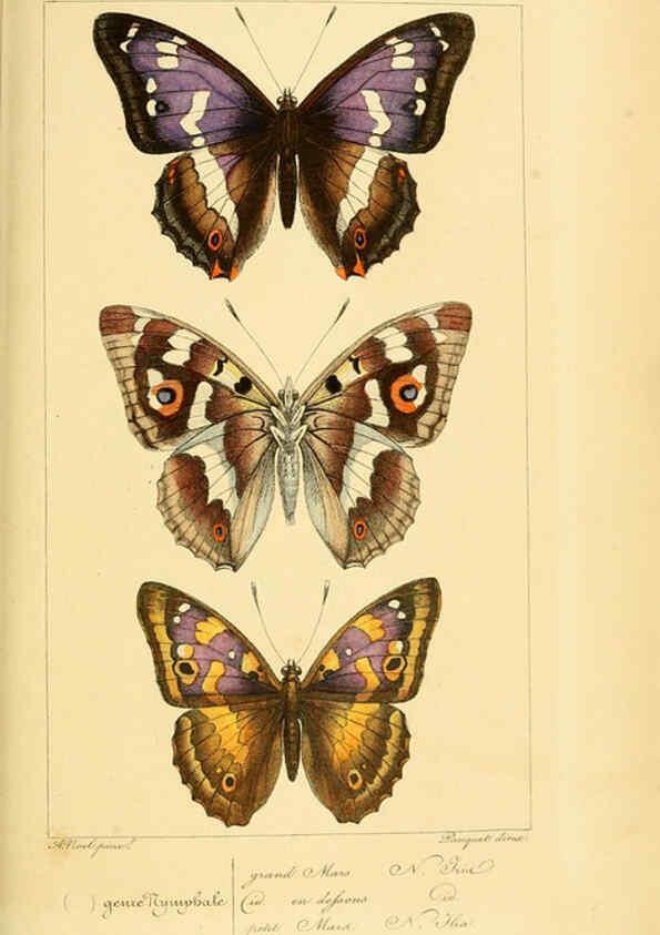 Reproducción/Reproduction 6053817456: Histoire naturelle des lépidoptères d'Europe Paris :L. de Bure,1845