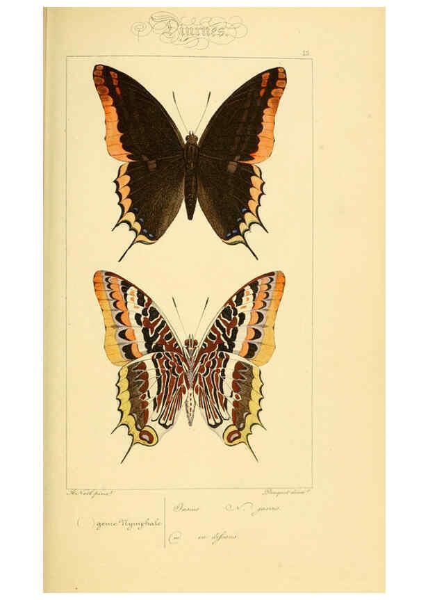 Reproducción/Reproduction 6053819920: Histoire naturelle des lépidoptères d'Europe Paris :L. de Bure,1845