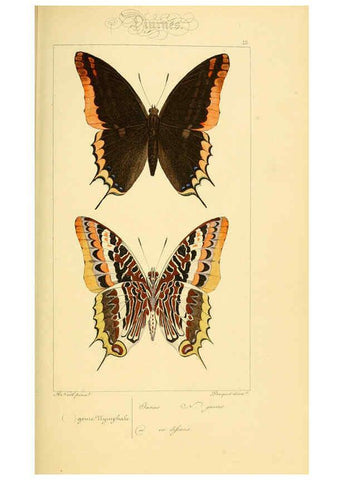 Reproducción/Reproduction 6053819920: Histoire naturelle des lépidoptères d'Europe Paris :L. de Bure,1845