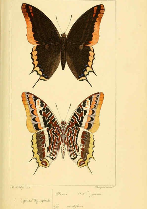 Reproducción/Reproduction 6053819920: Histoire naturelle des lépidoptères d'Europe Paris :L. de Bure,1845