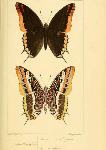 Reproducción/Reproduction 6053819920: Histoire naturelle des lépidoptères d'Europe Paris :L. de Bure,1845
