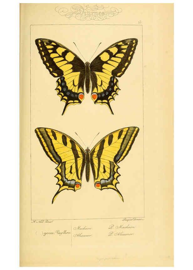 Reproducción/Reproduction 6053272785: Histoire naturelle des lépidoptères d'Europe Paris :L. de Bure,1845